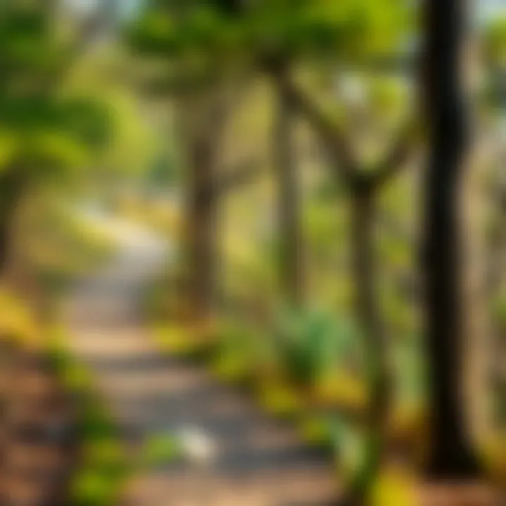 A well-maintained trail winding through a beach park landscape